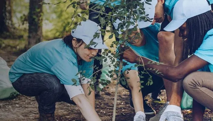 Group planting a tree